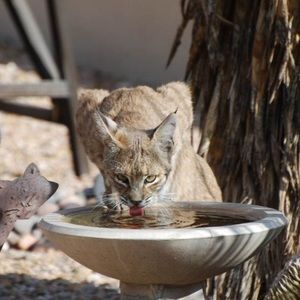 Meet your Posher, Briget